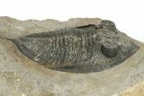 Detailed Zlichovaspis Trilobite - Excellent Eye Detail #244274-1